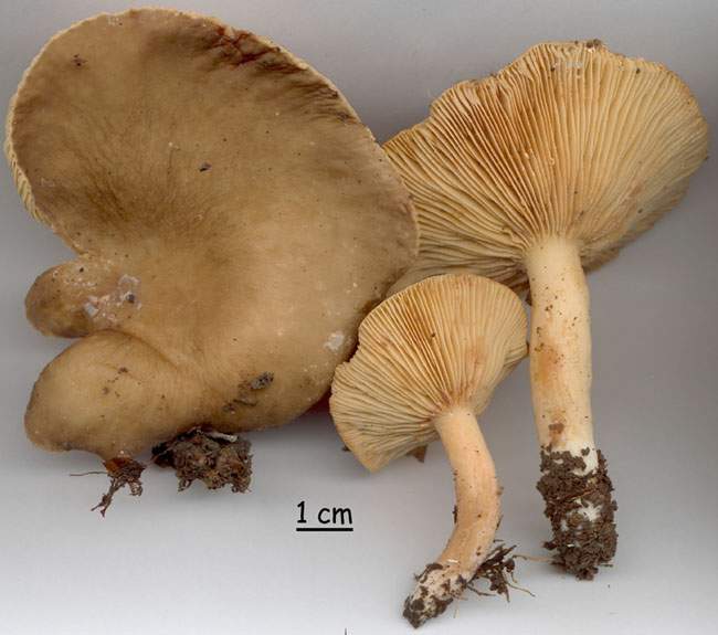 Lactarius pterosporus